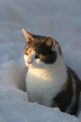 104_0406_RJ.jpg
kissa talvi lemmikki lumi
Avainsanat: kissa talvi lemmikki lumi