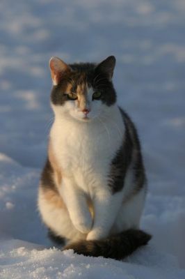 104_0415_RJ.jpg
kissa talvi lumi lemmikki
Avainsanat: kissa talvi lumi lemmikki