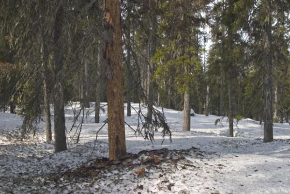 104_0432.jpg
pohjantikan kuorima kuusi, Paljakan luonnonpuisto, Puolanka, huhtikuu
Avainsanat: pohjantikka kuusi paljakka luonnonpuisto metsä lumi