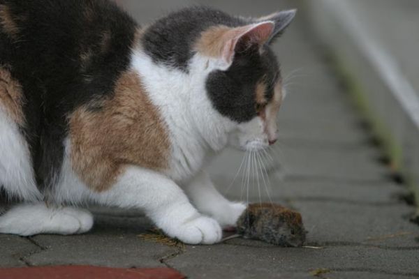 110_1058_RJ.jpg
kissa myyrä saalis ravinto lemmikki
Avainsanat: kissa myyrä saalis ravinto lemmikki