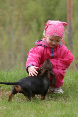 118_1870_RJ.jpg
karkeakarvainen mäyräkoira tyttö lapsi tutustuminen lemmikki koira kesä
Avainsanat: karkeakarvainen mäyräkoira tyttö lapsi tutustuminen lemmikki koira kesä