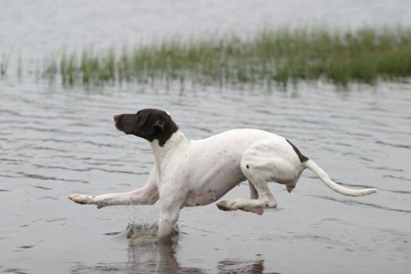 121_2164_RJ.jpg
lyhytkarvainen saksanseisoja hyppy vesi järvi lemmikki koira metsästyskoira loikka kesä kanakoira
Avainsanat: lyhytkarvainen saksanseisoja hyppy vesi järvi lemmikki koira metsästyskoira loikka kesä kanakoira