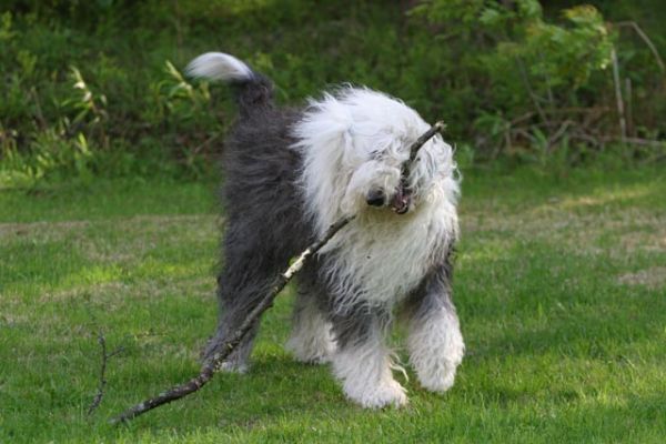 124_2494_RJ.jpg
vanhaenglanninlammaskoira leikkiä lemmikki koira kesä
Avainsanat: vanhaenglanninlammaskoira leikkiä lemmikki koira kesä