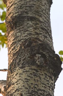 133_3362.jpg
liito-orava pteromys volans emä poikanen haapa pesäkolo kesä
Avainsanat: liito-orava pteromys volans emä poikanen haapa pesäkolo kesä