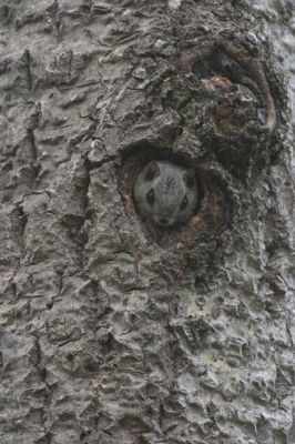 139_3993.jpg
liito-orava pteromys volans haapa pesäkolo kesä
Avainsanat: liito-orava pteromys volans haapa pesäkolo kesä