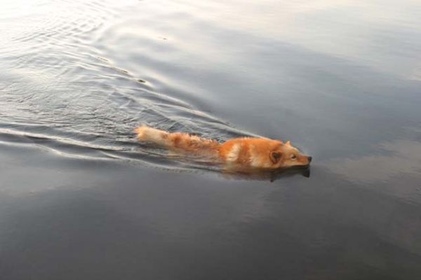 147_4787_RJ.jpg
suomenpystykorva uida vesi järvi metsästyskoira kesä koira
Avainsanat: suomenpystykorva uida vesi järvi metsästyskoira kesä koira