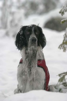 20031018_044_RJ.jpg
englanninsetteri talvi kanakoira seisoja lumi metsästyskoira koira
Avainsanat: englanninsetteri talvi kanakoira seisoja lumi metsästyskoira koira