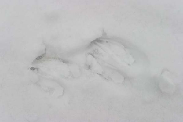 20031101_002.jpg
hirvi jälki lumi talvi riistanisäkäs
Avainsanat: hirvi jälki lumi talvi riistanisäkäs