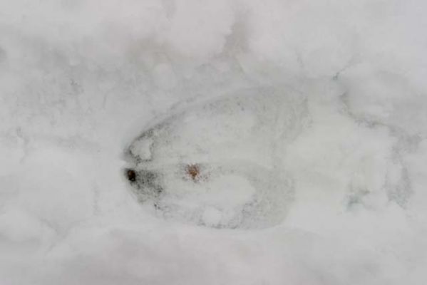 20031101_003.jpg
hirvi jälki lumi talvi riistanisäkäs
Avainsanat: hirvi jälki lumi talvi riistanisäkäs