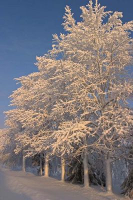 20040118_008.jpg
haapa talvi kuura huurre puu maisema
Avainsanat: haapa talvi kuura huurre puu maisema