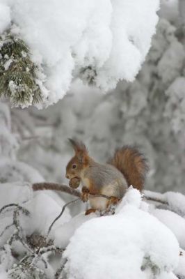 20040124_002.jpg
orava sciurus vulgaris jyrsijä käpy ravinto lumi tykky talvi 
Avainsanat: orava sciurus vulgaris jyrsijä käpy ravinto lumi tykky talvi