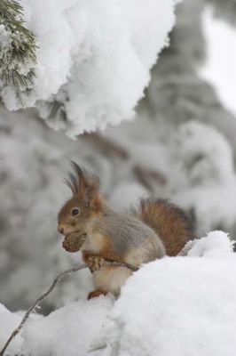 20040124_005.jpg
orava sciurus vulgaris jyrsijä käpy ravinto lumi tykky talvi 
Avainsanat: orava sciurus vulgaris jyrsijä käpy ravinto lumi tykky talvi