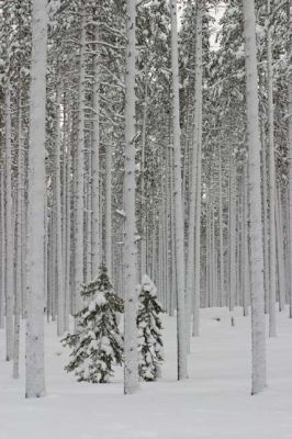 20040125_004.jpg
metsä mänty kuusi lumi talvi puu runko 
Avainsanat: metsä mänty kuusi lumi talvi puu runko
