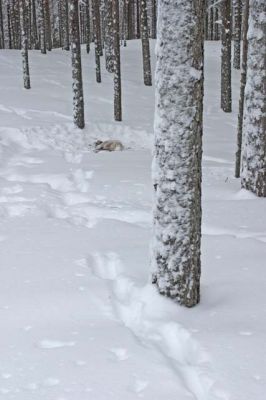 20040131_056.jpg
ilves saalistanut metsäpeuranvasan saalistus lumi jälki suurpeto saalis ravinto 
Avainsanat: ilves saalistanut metsäpeuranvasan saalistus lumi jälki suurpeto saalis ravinto