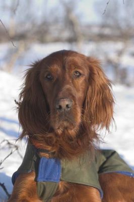 20040326_020.jpg
irlanninsetteri kanakoira talvi metsästyskoira koira
Avainsanat: irlanninsetteri kanakoira talvi metsästyskoira koira