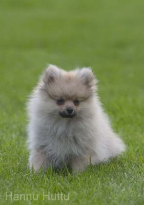 20040705_007.jpg
kleinspipz pentu koira nurmikko piha nätti söpö pieni lemmikki kesä
Avainsanat: kleinspipz pentu koira nurmikko piha nätti söpö pieni lemmikki kesä