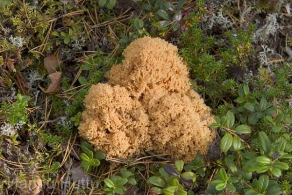 20040907_007.jpg
keltahaarakas ramaria flava ruokasieni sieni luonnontuote sienestys ravinto
Avainsanat: keltahaarakas ramaria flava ruokasieni sieni luonnontuote sienestys ravinto