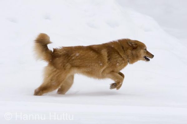 2006_02_19 008.jpg
suomenpystykorva narttu metsästyskoira lemmikki talvi koira juosta vauhti 
Avainsanat: suomenpystykorva narttu metsästyskoira lemmikki talvi koira juosta vauhti