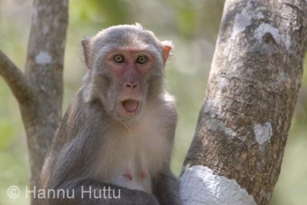 2006_03_22 074.jpg
apina nisäkäs xingcun hainan kiina
Avainsanat: apina nisäkäs xingcun hainan kiina