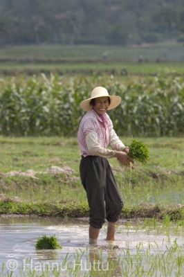 2006_03_23 002.jpg
riisipelto riisi nainen nauru ilo maaseutu työ hainan kiina
Avainsanat: riisipelto riisi nainen nauru ilo maaseutu työ hainan kiina
