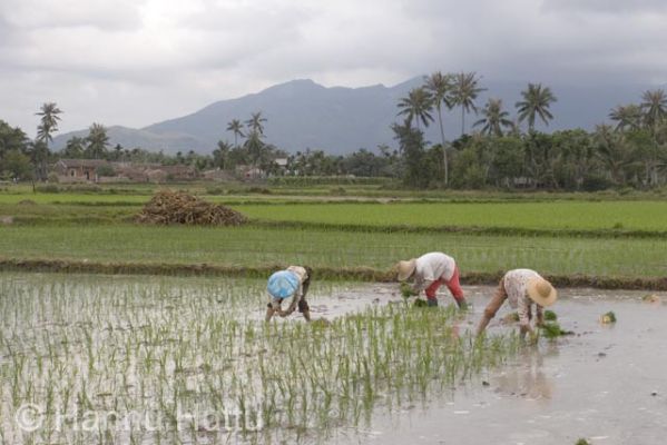 2006_03_23 047.jpg
riisi riisipelto viljelys vilja maaseutu työ nainen hainan kiina
Avainsanat: riisi riisipelto viljelys vilja maaseutu työ nainen hainan kiina