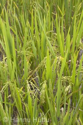 2006_03_23 067.jpg
riisi riisipelto viljelys vilja maaseutu hainan kiina
Avainsanat: riisi riisipelto viljelys vilja maaseutu hainan kiina
