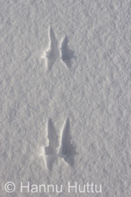 2007_03_03 001.jpg
orava sciurus vulgaris lumi jälki talvi
Avainsanat: orava sciurus vulgaris lumi jälki talvi