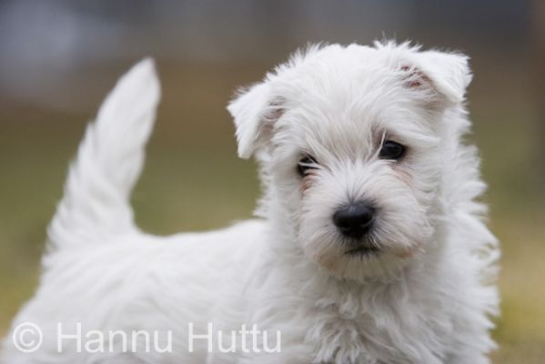 2007_05_15 008.jpg
valkoinen länsiylämaanterrieri koiranpentu valkoisen länsiylämaanterrierin pentu lemmikki
Avainsanat: valkoinen länsiylämaanterrieri koiranpentu valkoisen länsiylämaanterrierin pentu lemmikki