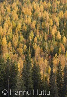 2008_09_25_148.jpg
ruskamaisema syksy vaaramaisema talousmetsä metsänhoito metsätalous metsämaisema ruska
Avainsanat: ruskamaisema syksy vaaramaisema talousmetsä metsänhoito metsätalous metsämaisema ruska