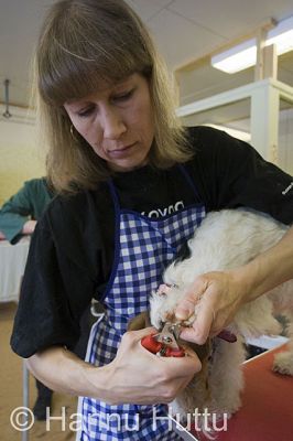 2009_03_23_168.jpg
koiran kynnen leikkaus hoito trimmaus
Avainsanat: koiran kynnen leikkaus hoito trimmaus