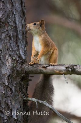 2012_07_17_303.jpg  
orava sciurus vulgaris kesä 
Avainsanat: orava sciurus vulgaris kesä
