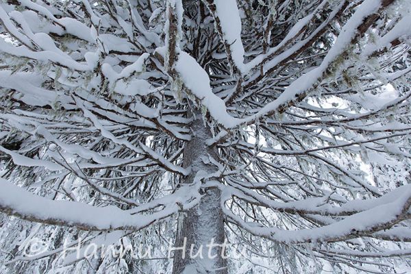 2013_01_13_117.jpg
naavainen kuusi picea abies puu talvi 
Avainsanat: naavainen kuusi picea abies puu talvi