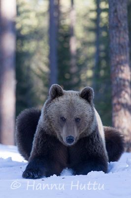 2014_04_10_579.jpg
karhu ursus arctos kevät lumi hanki
Avainsanat: karhu ursus arctos kevät lumi hanki