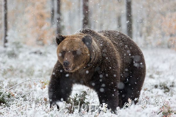 2014_09_24_150.jpg
karhu ursus arctos ensilumi syksy metsä lumisade
Avainsanat: karhu ursus arctos ensilumi syksy metsä lumisade ruska