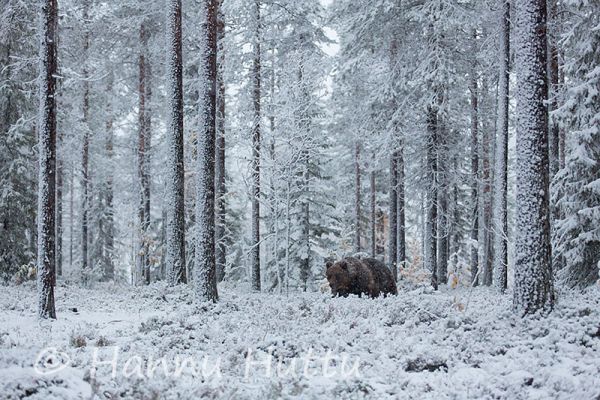 2014_09_24_343.jpg
karhu ursus arctos ensilumi syksy metsä lumisade
Avainsanat: karhu ursus arctos ensilumi syksy metsä lumisade