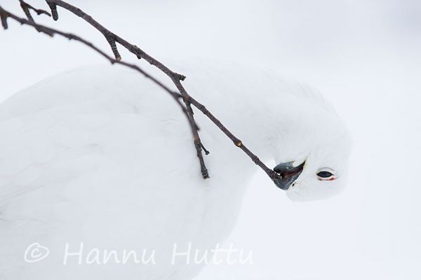 2015_03_07_1576.jpg
riekko lagopus lagopus talvi talvipuku lumi valkoinen suojaväri ruokailee ravinto
Avainsanat: riekko lagopus lagopus talvi talvipuku lumi valkoinen suojaväri ruokailee ravinto