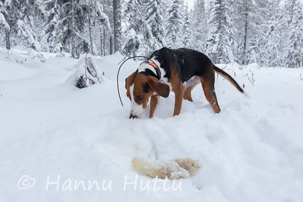 2015_12_05_030.jpg
jänissaalis suomenajokoira jänismetsällä jäniksen metsästys jänisjahti talvi lumi 
Avainsanat: änissaalis suomenajokoira jänismetsällä jäniksen metsästys jänisjahti talvi lumi