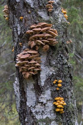2016_09_10_101.jpg
sieni koivunrungolla koivu
Avainsanat: sieni koivunrungolla koivu