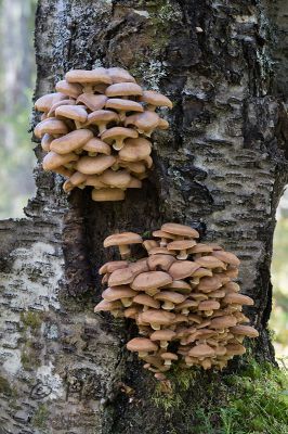 2016_09_10_146.jpg
sieni koivunrungolla koivu
Avainsanat: sieni koivunrungolla koivu