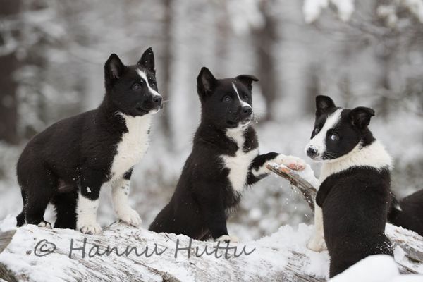 2016_10_27_095.jpg
karjalankarhukoiran pentu talvi lumi koiranpentu karjalankarhukoira
Avainsanat: karjalankarhukoiran pentu talvi lumi koiranpentu karjalankarhukoira
