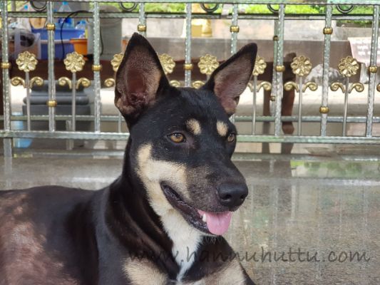 20171218_123838.jpg
sekarotuinen koira thaimaa kulkukoira 
Avainsanat: sekarotuinen koira thaimaa kulkukoira