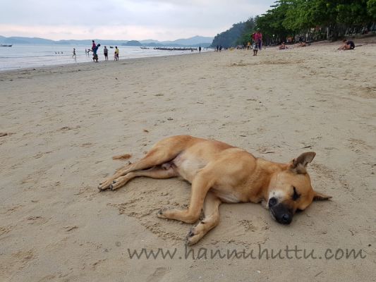 20171218_173043.jpg
sekarotuinen koira thaimaa kulkukoira hiekka ranta nukkuu
Avainsanat: sekarotuinen koira thaimaa kulkukoira hiekka ranta nukkuu