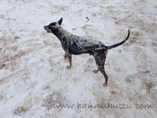 20171219_075034.jpg
sekarotuinen koira thaimaa kulkukoira hiekka ranta
Avainsanat: sekarotuinen koira thaimaa kulkukoira hiekka ranta