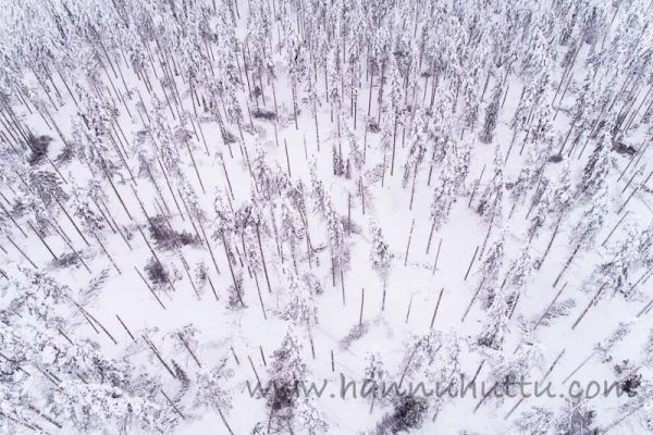 20180107_003.jpg
Tykkylumituho tykkylumi talvi tykkyvahinko metsä ilmakuva
Avainsanat: Tykkylumituho tykkylumi talvi tykkyvahinko metsä ilmakuva