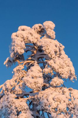 20180108_118.jpg
petäjä mänty Pinus sylvestris talvi pakkanen
Avainsanat: petäjä mänty Pinus sylvestris talvi pakkanen