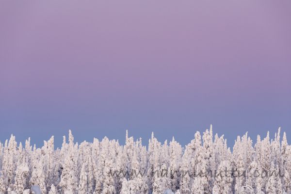 20180111_0234.jpg
talvi lumi pakkanen talvimaisema metsämaisema taivas 
Avainsanat: talvi lumi pakkanen talvimaisema metsämaisema taivas