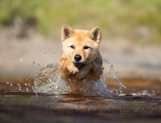20180801_005.jpg
suomenpystykorvan pentu uimassa kesä vedessä koiranpentu noutaa
Avainsanat: suomenpystykorvan pentu uimassa kesä vedessä koiranpentu noutaa