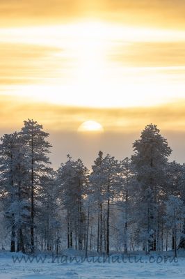 20181224_003.jpg
talvimaisema aurinko talvipäivä pakkanen 
Avainsanat: talvimaisema aurinko talvipäivä pakkanen