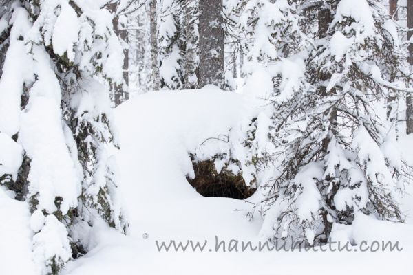 20190119_022.jpg
karhu ursus arctos karhun talvipesä
Avainsanat: karhu ursus arctos karhun talvipesä