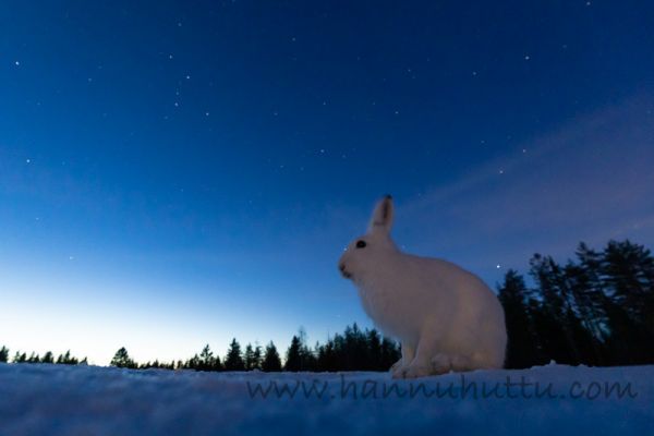 20200320_001
jänis lepus timidus metsäjänis talvipuku talvipukuinen lumi yö tähtitaivas
Avainsanat: jänis lepus timidus metsäjänis talvipuku talvipukuinen lumi yö tähtitaivas